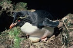 Eastern rockhopper penguin | Tawaki piki toka. Adult on nest with egg. Antipodes Islands, November 1978. Image © Department of Conservation ( image ref: 10033894 ) by John Kendrick Department of Conservation .