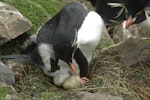 Eastern rockhopper penguin | Tawaki piki toka. Adult female scratching (smaller first-laid egg in anterior position). Penguin Bay, Campbell Island, November 2010. Image © Kyle Morrison by Kyle Morrison.