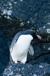 Eastern rockhopper penguin | Tawaki piki toka. Adult. Auckland Islands, January 2010. Image © John Woods by John Woods.