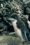 Eastern rockhopper penguin | Tawaki piki toka. Chick with partial down. Campbell Island, January 1984. Image © Department of Conservation ( image ref: 10028837 ) by Ron Peacock Department of Conservation.