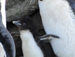 Eastern rockhopper penguin | Tawaki piki toka. Chick with adults. Campbell Island, December 2010. Image © Kyle Morrison by Kyle Morrison.