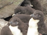 Eastern rockhopper penguin | Tawaki piki toka. Chicks in a creche. Campbell Island, January 2011. Image © Kyle Morrison by Kyle Morrison.