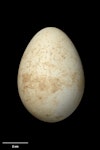 Eastern rockhopper penguin | Tawaki piki toka. Egg 74.5 x 52.6 mm (NMNZ OR.021486, collected by Christopher Robertson). Antipodes Islands, November 1978. Image © Te Papa by Jean-Claude Stahl.