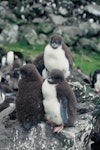 Eastern rockhopper penguin | Tawaki piki toka. Downy chicks. Penguin Bay, Campbell Island, January 1993. Image © Alan Tennyson by Alan Tennyson.