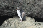 Eastern rockhopper penguin | Tawaki piki toka. Immature near end of moult. Cape Palliser, February 2017. Image © David Thomas by David Thomas.