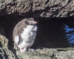 Eastern rockhopper penguin | Tawaki piki toka. Moulting immature. Cape Palliser, February 2017. Image © Grace Sharp by Grace Sharp.