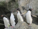 Eastern rockhopper penguin | Tawaki piki toka. Subadult 1-2-year-olds with grey throats. Campbell Island, December 2011. Image © Kyle Morrison by Kyle Morrison.