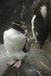 Eastern rockhopper penguin | Tawaki piki toka. Subadult moulting. Campbell Island, January 2012. Image © Kyle Morrison by Kyle Morrison.