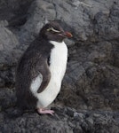 Eastern rockhopper penguin | Tawaki piki toka. Immature in pre-moult condition. Cape Palliser, January 2017. Image © Colin Miskelly by Colin Miskelly.