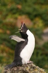 Eastern rockhopper penguin | Tawaki piki toka. Adult displaying. Campbell Island, January 2008. Image © Department of Conservation ( image ref: 10067713 ) by Andrew Maloney Department of Conservation.