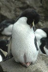 Eastern rockhopper penguin | Tawaki piki toka. Adult recently relieved from incubation showing bare brood patch. Penguin Bay, Campbell Island, November 2010. Image © Kyle Morrison by Kyle Morrison.