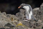 Eastern rockhopper penguin | Tawaki piki toka. Adult hopping showing black soles to pale pink feet. Auckland Island, January 2016. Image © Tony Whitehead by Tony Whitehead.