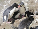 Eastern rockhopper penguin | Tawaki piki toka. Pair greeting, with chick. Campbell Island, December 2010. Image © Kyle Morrison by Kyle Morrison.