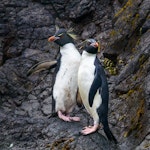 Eastern rockhopper penguin | Tawaki piki toka. Two adults on landing rocks. Wireless Hill, Macquarie Island, January 2018. Image © Mark Lethlean by Mark Lethlean.