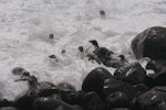 Eastern rockhopper penguin | Tawaki piki toka. Adults swimming to come ashore. Campbell Island, January 2008. Image © Department of Conservation ( image ref: 10067722 ) by Andrew Maloney Department of Conservation.