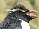 Eastern rockhopper penguin | Tawaki piki toka. Close view of adult showing gape. Campbell Island, October 2010. Image © Kyle Morrison by Kyle Morrison.