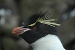 Eastern rockhopper penguin | Tawaki piki toka. Close view of adult head in profile. Campbell Island, December 2011. Image © Kyle Morrison by Kyle Morrison.