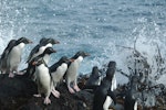 Eastern rockhopper penguin | Tawaki piki toka. Adults gathering at water's edge. Campbell Island, December 2011. Image © Kyle Morrison by Kyle Morrison.