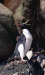 Eastern rockhopper penguin | Tawaki piki toka. Adult at breeding colony. Antipodes Island, October 1995. Image © Terry Greene by Terry Greene.