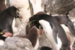 Eastern rockhopper penguin | Tawaki piki toka. Adult feeding chick. Campbell Island, January 2008. Image © Department of Conservation ( image ref: 10067712 ) by Andrew Maloney Department of Conservation.