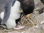 Eastern rockhopper penguin | Tawaki piki toka. Adult feeding chick at nest. Campbell Island, December 2010. Image © Kyle Morrison by Kyle Morrison.