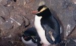 Eastern rockhopper penguin | Tawaki piki toka. Paired and attempting to breed with erect-crested penguin. Antipodes Island, November 1995. Image © Terry Greene by Terry Greene.