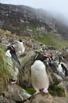 Eastern rockhopper penguin | Tawaki piki toka. Adults below colony. Penguin Bay, Campbell Island, December 2012. Image © Kyle Morrison by Kyle Morrison.