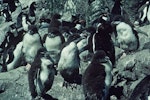 Eastern rockhopper penguin | Tawaki piki toka. Chicks in creche. Penguin Bay, Campbell Island, February 1984. Image © Department of Conservation ( image ref: 10045152 ) by Phil Moors Department of Conservation.