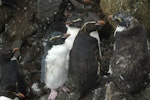 Eastern rockhopper penguin | Tawaki piki toka. Subadults moulting. Campbell Island, January 2012. Image © Kyle Morrison by Kyle Morrison.