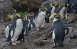 Northern rockhopper penguin. Adults. Nightingale Island, March 2016. Image © Gordon Petersen by Gordon Petersen.