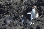 Northern rockhopper penguin. Adults starting to moult. Gough Island, March 2016. Image © Gordon Petersen by Gordon Petersen.