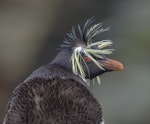 Northern rockhopper penguin. Adult. Gough Island, March 2016. Image © Gordon Petersen by Gordon Petersen.