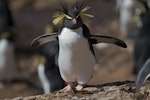 Northern rockhopper penguin. Freshly moulted adult. Nightingale Island, Tristan da Cunha, March 2012. Image © Brian Gratwicke via Flickr by Brian Gratwicke.