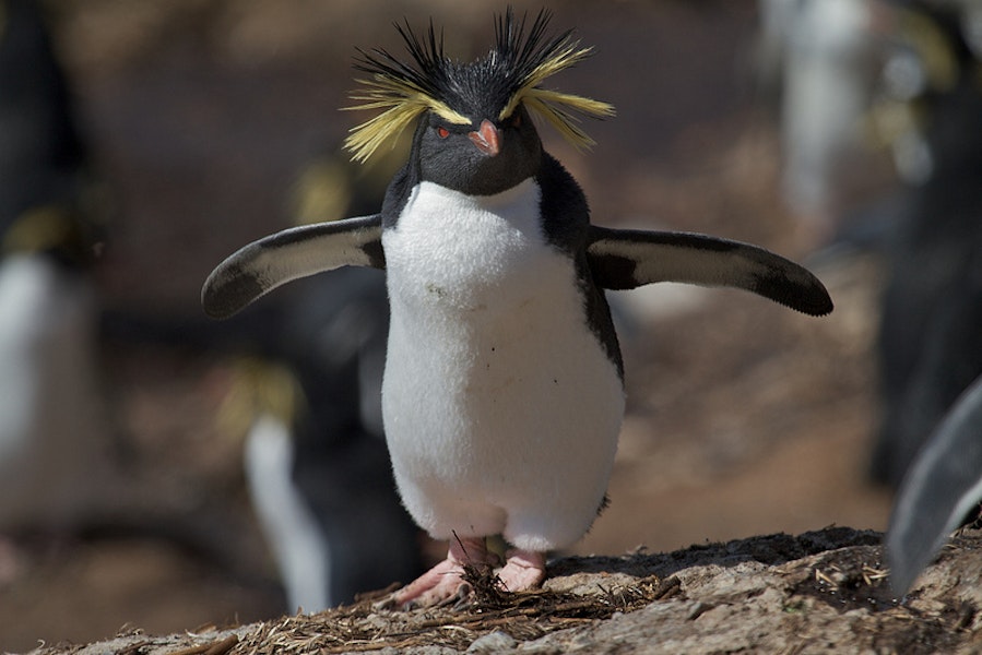 Northern rockhopper penguin. Freshly moulted adult. Nightingale Island, Tristan da Cunha, March 2012. Image © Brian Gratwicke via Flickr by Brian Gratwicke.