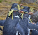 Northern rockhopper penguin. Adults. Nightingale Island, March 2016. Image © Gordon Petersen by Gordon Petersen.