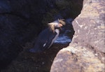 Northern rockhopper penguin. Adult (first New Zealand record). Rangatira Island, Chatham Islands, August 1968. Image © Ian Ritchie by Ian Ritchie.