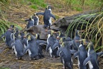 Northern rockhopper penguin. Adults returning to colony. Nightingale Island, March 2016. Image © Gordon Petersen by Gordon Petersen.