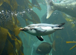 Northern rockhopper penguin. Adult swimming. Two Oceans Aquarium, Cape Town, November 2015. Image © Alan Tennyson by Alan Tennyson.