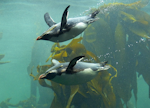 Northern rockhopper penguin. Adults swimming. Two Oceans Aquarium, Cape Town, November 2015. Image © Alan Tennyson by Alan Tennyson.