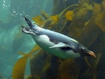 Northern rockhopper penguin. Adult swimming. Two Oceans Aquarium, Cape Town, November 2015. Image © Alan Tennyson by Alan Tennyson.