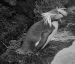 Northern rockhopper penguin. Adult - first New Zealand record. Rangatira (South-east) Island, Chatham Islands, August 1968. Image © Ian Ritchie by Ian Ritchie.