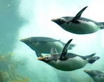 Northern rockhopper penguin. Adults swimming. Two Oceans Aquarium, Cape Town, November 2015. Image © Alan Tennyson by Alan Tennyson.