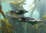 Northern rockhopper penguin. Adults swimming. Two Oceans Aquarium, Cape Town, November 2015. Image © Alan Tennyson by Alan Tennyson.