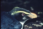 Fiordland crested penguin | Tawaki. Close view of adult head. Taumaka, Open Bay Islands, August 1985. Image © Colin Miskelly by Colin Miskelly.