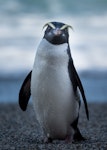 Fiordland crested penguin | Tawaki. Adult with wet plumage, coming ashore. Between Haast and Lake Moeraki, October 2014. Image © Douglas Gimesy by Douglas Gimesy.