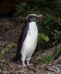 Fiordland crested penguin | Tawaki. Adult at end of forest path heading towards ocean. Between Haast and Lake Moeraki, October 2014. Image © Douglas Gimesy by Douglas Gimesy.