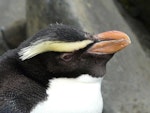 Fiordland crested penguin | Tawaki. Close view of sub-adult head. Omaui Beach, January 2013. Image © Alan Tennyson by Alan Tennyson.