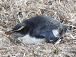 Fiordland crested penguin | Tawaki. Juvenile. Esperance, Western Australia, July 2017. Image © Terry Bransby by Terry Bransby.