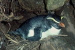 Fiordland crested penguin | Tawaki. Adult female on nest. Jackson Head colony, Jackson Bay, August 1978. Image © Department of Conservation ( image ref: 10028220 ) by Rod Morris.