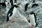 Fiordland crested penguin | Tawaki. Adult female (left) standing next to adult Snares crested penguin. Snares Islands, November 1986. Image © Colin Miskelly by Colin Miskelly.